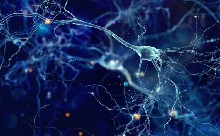 How Computationally Complex Are Biological Neurons?