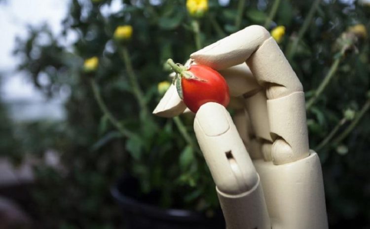 Can Machine Learning Help Make Fruits And Vegetables Tastier?