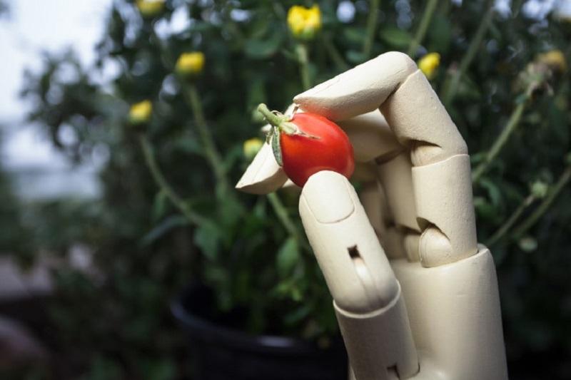 Can Machine Learning Help Make Fruits And Vegetables Tastier?